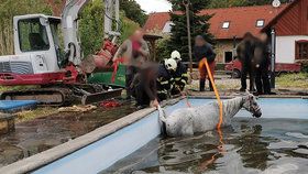 Smutná událost u Hořic: Po pádu do bazénu zemřel kůň.