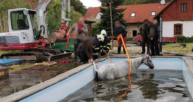 Smutný konec pokusů o záchranu: Kůň u Hořic zemřel po pádu do bazénu