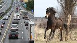 Po dálnici D1 pobíhalo deset koní, utekli majiteli