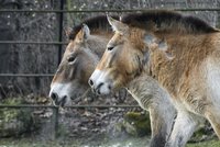 Kůň Převalského není posledním divokým? „Je to domestikovaný kůň, který zdivočel“