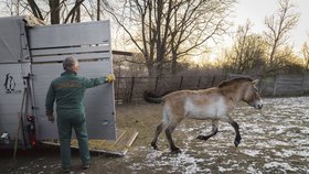 Kůň Převalského v chovné stanici v Dolním Dobřejově na Benešovsku