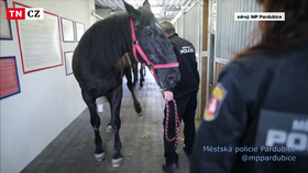 Kůň Eda byl až do dubna součástí pardubické městské policie