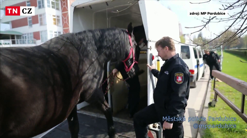 Kůň Eda byl až do dubna součástí pardubické městské policie