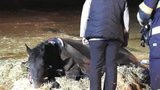 Koně neudržely nohy a skácel se na zem: Zvednout ho do Lochkova přijeli hasiči