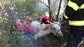 Jihomoravští hasiči zachránili v rozmezí jediného týdne už druhého koně. Tentokrát zapadl do Dyje u Lednice.