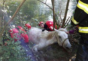 Jihomoravští hasiči zachránili v rozmezí jediného týdne už druhého koně. Tentokrát zapadl do Dyje u Lednice.