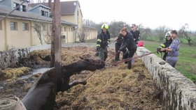 Kůň utekl ze stájí a uvízl v septické jámě! Ven ho dostali hasiči