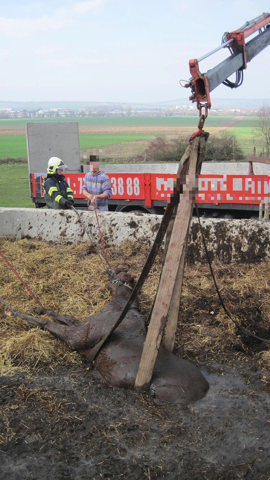 Kůň utekl ze stájí a uvízl v septické jámě! Ven ho dostali hasiči.