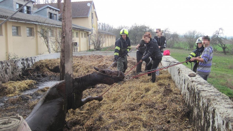 Kůň utekl ze stájí a uvízl v septické jámě! Ven ho dostali hasiči.