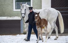 V Kladrubech uvítali první letošní mládě: Generalissimus!