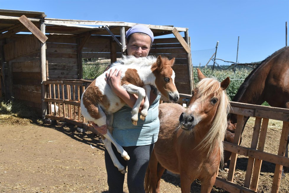 Chovatelka Jana Šebestová považuje své koně za členy rodiny.