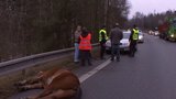 Kůň na dálničním přivaděči u Jihlavy vběhl pod kamion
