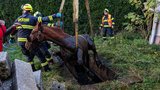 Hasiči zachraňovali koně z jímky: Koukala mu jenom hlava