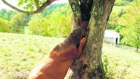 Takto zaseklou klisnu objevil farmář a nevěřil vlastním očím