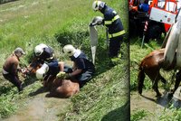 Rychlý zásah hasičů ve Studénce: Topící se klisnu vytáhl jeřáb!