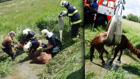 Rychlý zásah hasičů ve Studénce: Topící se klisnu vytáhl jeřáb!