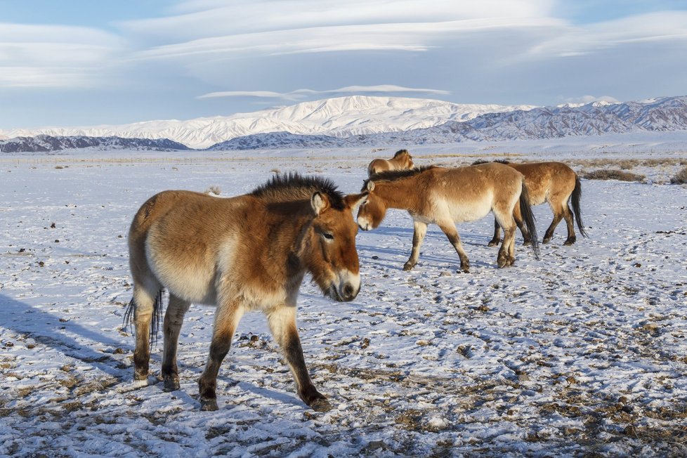 Tuhé zimy v Gobi B zvládají koně Převalského, včetně koní dovezených Zoo Praha, bez větších problémů.