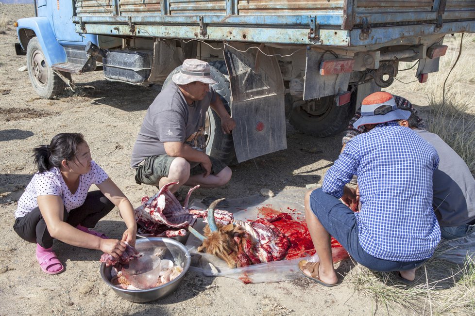 Mongolové jsou výteční a velmi pozorní hostitelé. Na snímku tradiční, několikahodinová příprava kozla, kterým během slavnostního večera pohostili lidi ze Zoo Praha.