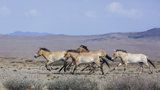 Do Mongolska odletí další koně Převalského: Pražská zoo zájemcům ze stepi pošle pohlednici