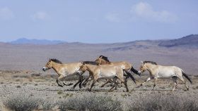 Díky dalšímu úspěšnému transportu v rámci projektu „Návrat divokých koní“ se počet koní Převalského dopravených letouny CASA z Evropy do Mongolska zvýšil na jednatřicet.