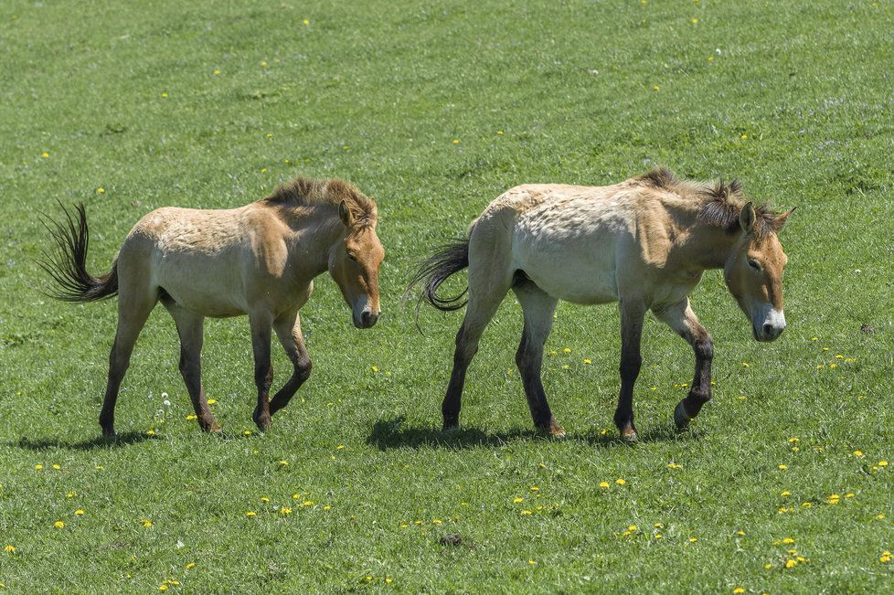 Do užšího výběru pro Mongolsko byly letos vybrány klisny Sarangua i Konni. Ale pouze první jmenovaná by měla zamířit do země svých předků.