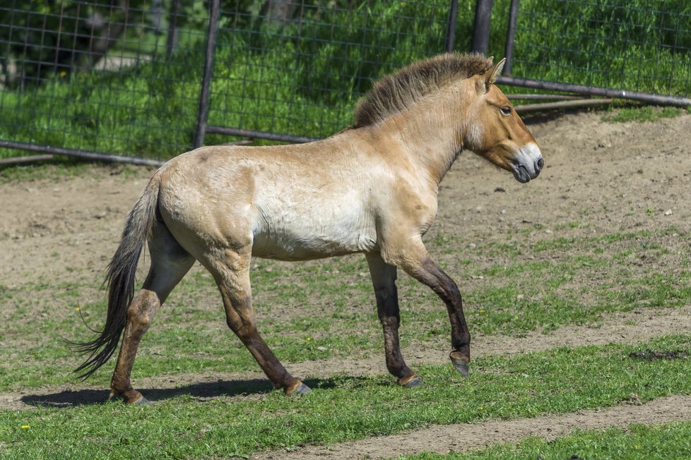 Sarangua je tříletá klisna, která se narodila v chovu pražské zoo jako 222. hříbě.