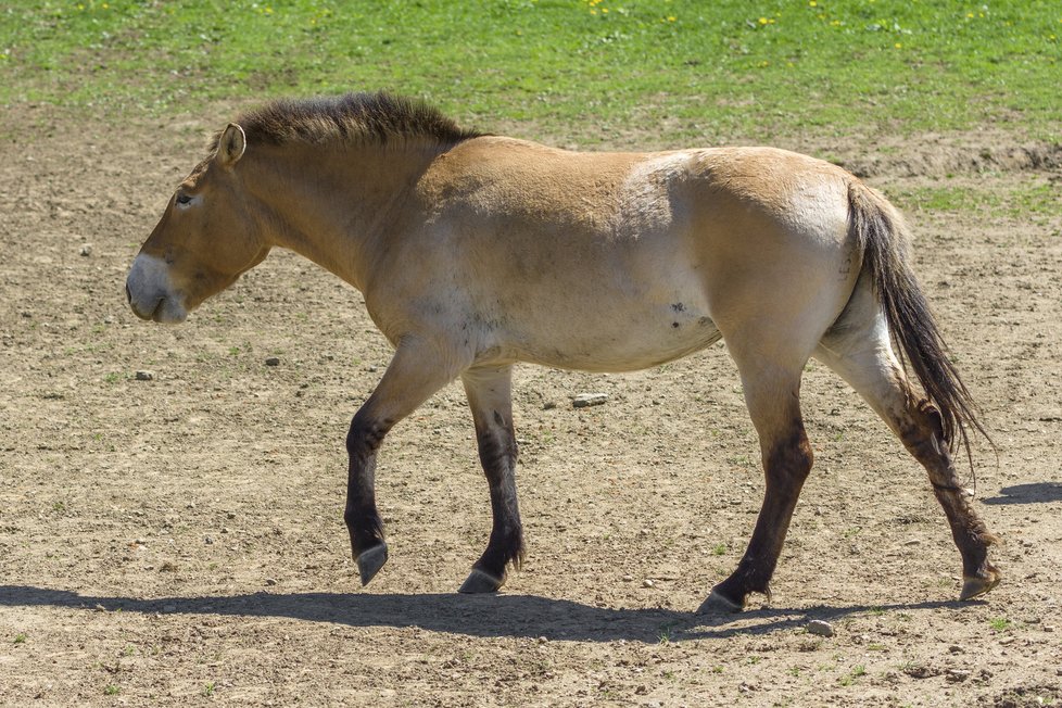 Romy je osmiletá klisna s velmi klidnou, ale důraznou povahu.