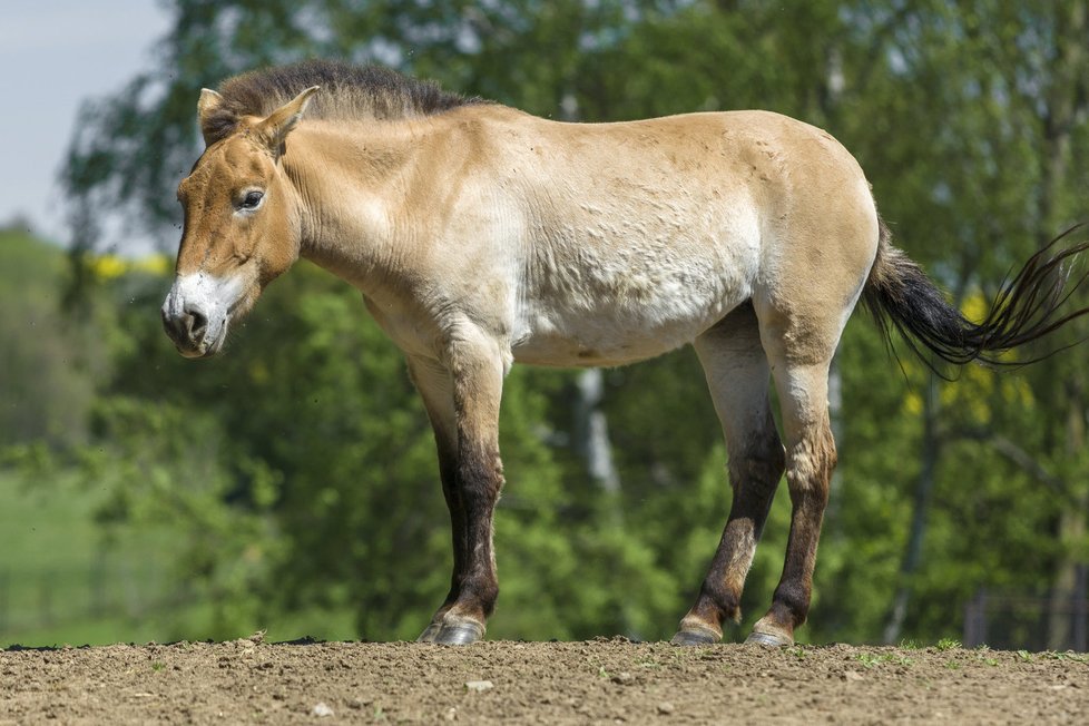 Čtyřletá Naya se narodila v mnichovské zoo a patří mezi vybranou čtveřici klisen určených pro transport.