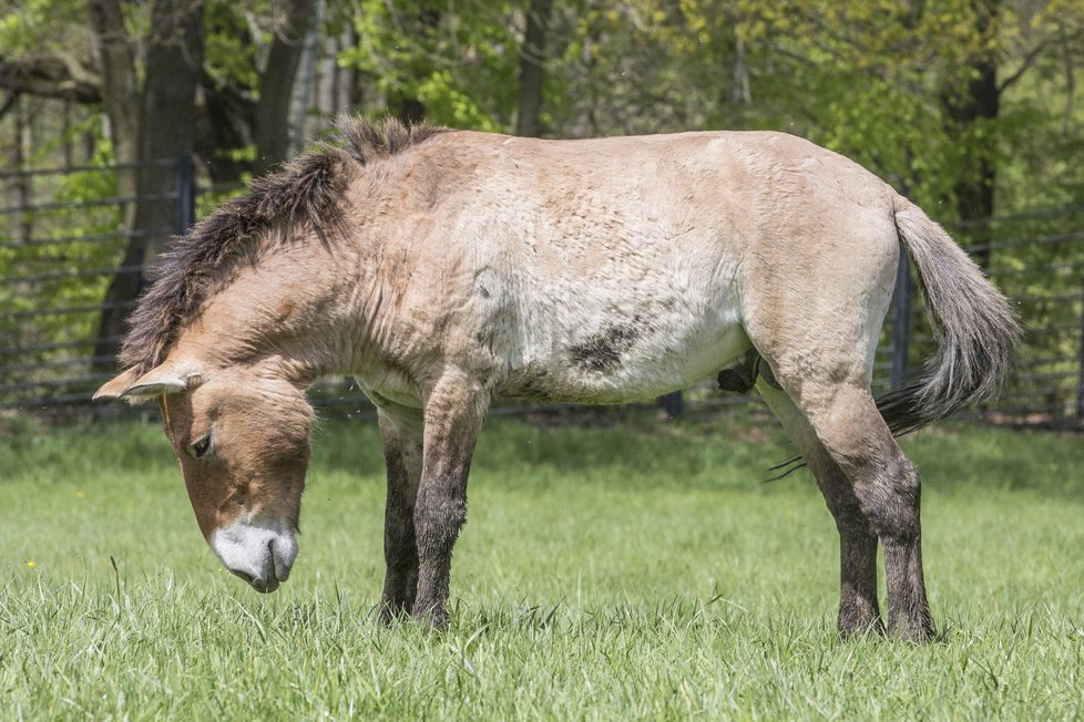 Rasmi se narodil v pražské zoo jako 219. hříbě a je velký pohodář. Je dalším z náhradníků.