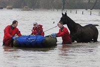 Bezmocné koně uvěznila povodeň na louce