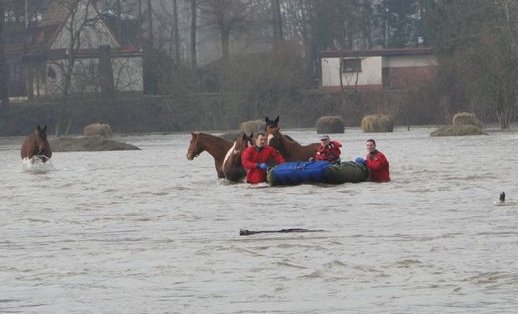 Hasiči a majitel tahají koně z vody