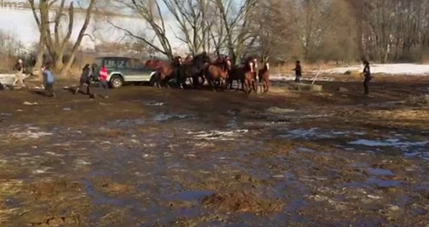 Kruté video: Benešovský statkář najížděl autem do vlastních koní
