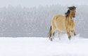Mezi koňmi se jako zachránci permafrostu uplatní hlavně otužilá plemena jako islandský kůň