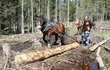 Tažní koně jsou pořád potřeba na práci v lesním terénu, kam se těžko dostává technika.