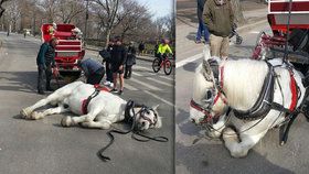 Tvrdý byznys: Kůň padl vyčerpáním, když vozil turisty po městě