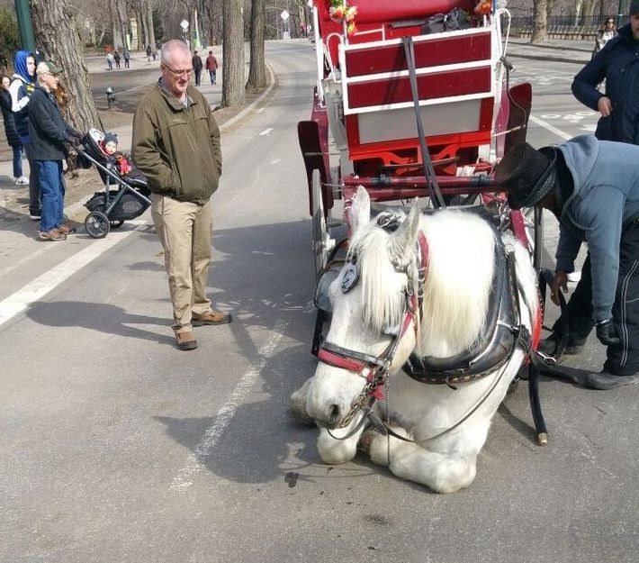 Max prý těžce dýchal a nevypadal, že je schopen táhnout kočár.