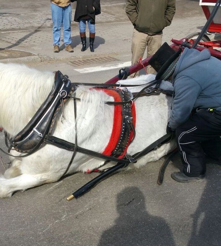 Koně, kteří tahají kočáry po městě, musí snášet nepohodlné postroje.