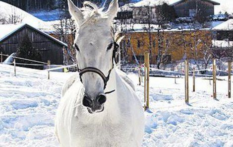 8. listopadu je svátek sv. Martina. Přijede-li Martin na bílém koni, metelice za metelicí se honí, tedy zřejmě velká zima.