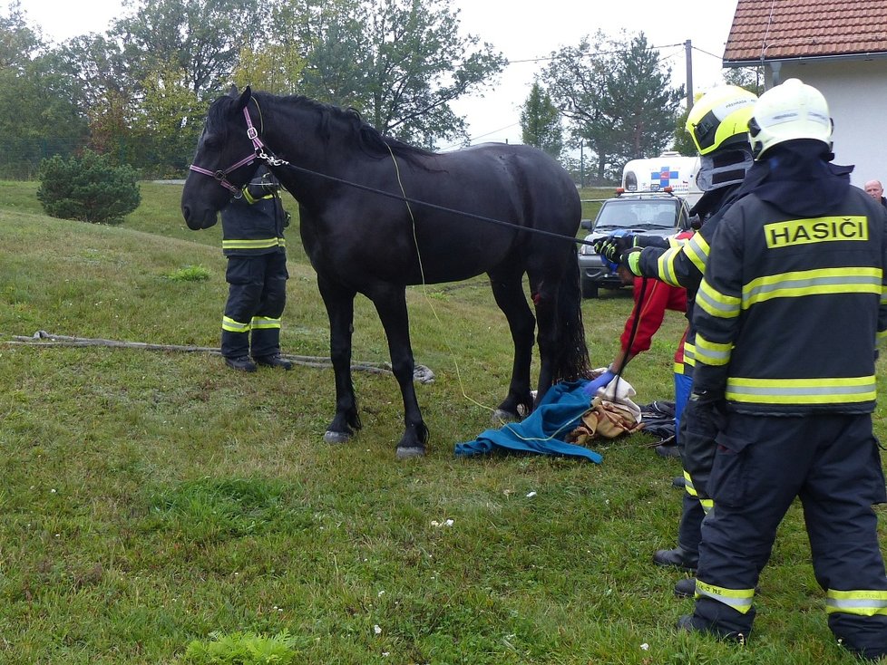 Kůň na Brněnsku spadl do úzké šachty u bazénu: Vytahovali ho jeřábem.