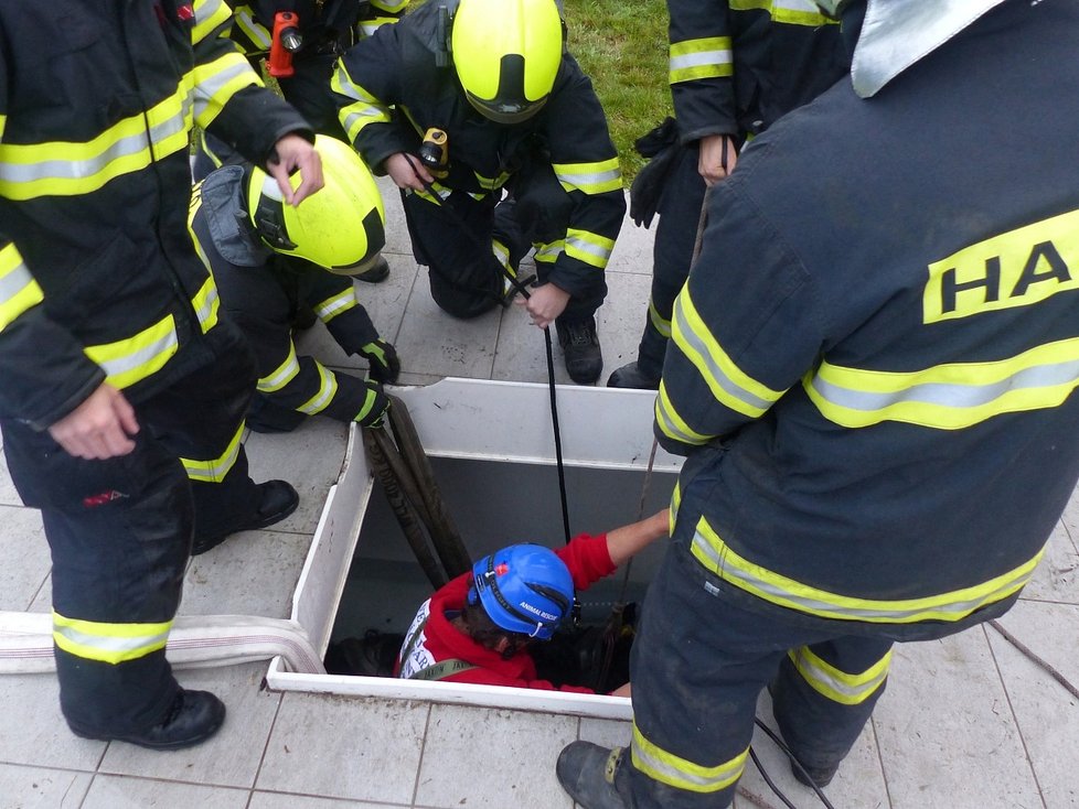 Kůň na Brněnsku spadl do úzké šachty u bazénu: Vytahovali ho jeřábem.