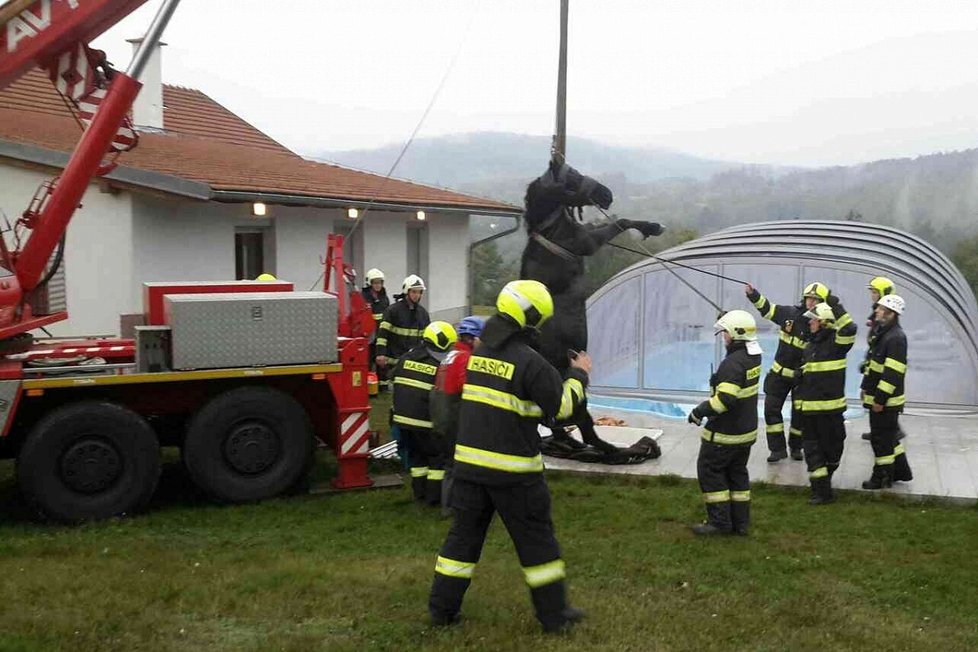 Kůň na Brněnsku spadl do úzké šachty u bazénu: Vytahovali ho jeřábem.