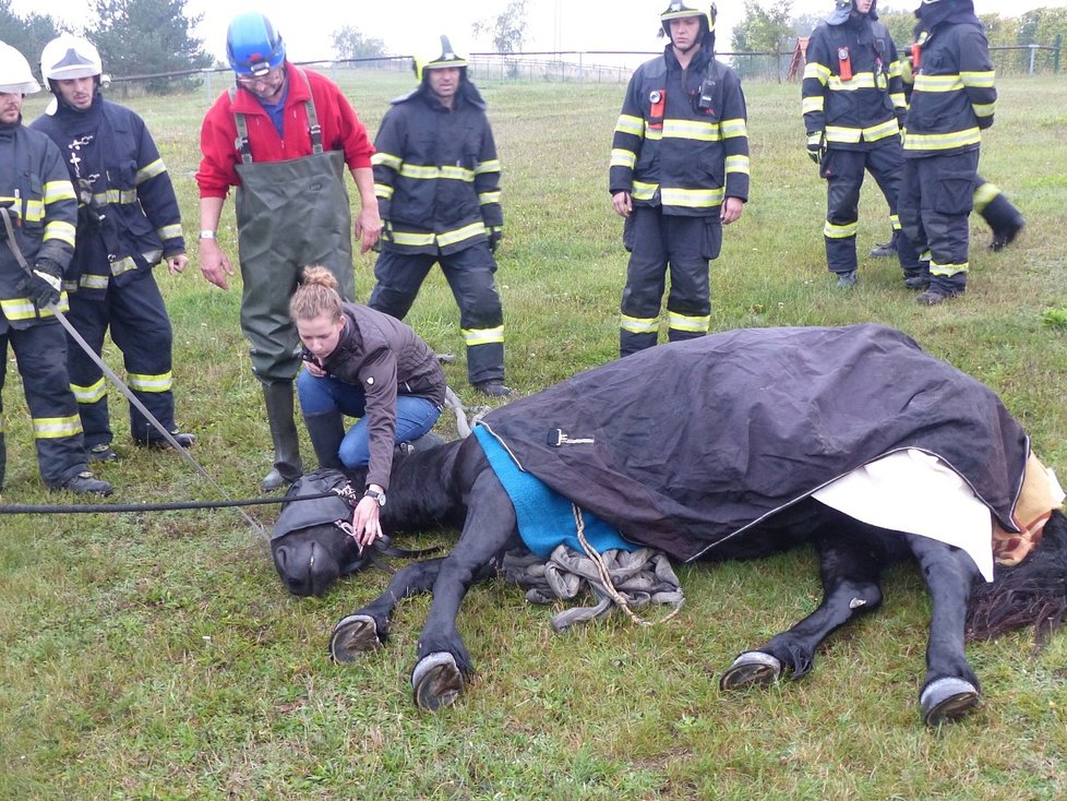 Kůň na Brněnsku spadl do úzké šachty u bazénu: Vytahovali ho jeřábem.