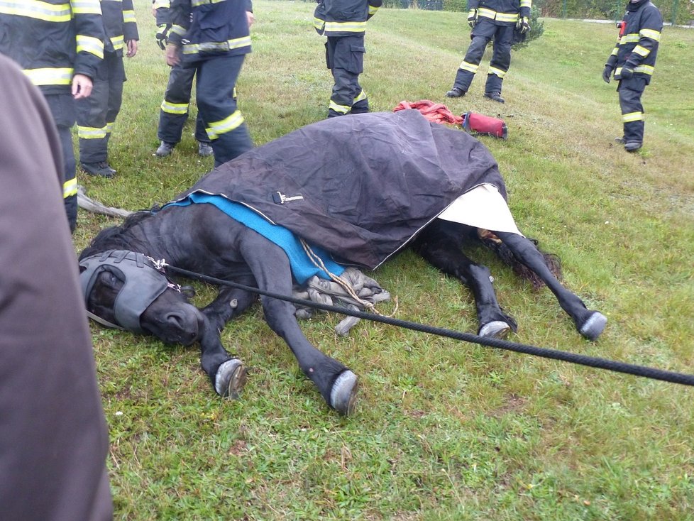 Kůň na Brněnsku spadl do úzké šachty u bazénu: Vytahovali ho jeřábem.