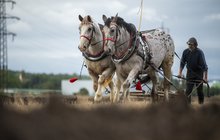 Český šampionát v orbě: Oráči zapřáhli traktory i koně