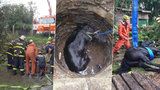 600kilového koně ze studny na Opavsku zachránili hasiči: Z hloubky 8 metrů ho tahal vyprošťovací vůz