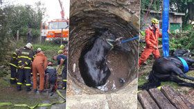 600kilového koně ze studny na Opavsku zachránili hasiči: Z hloubky 8 metrů ho tahal vyprošťovací vůz.
