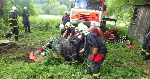 Koně se zaklesnutou nohou v jímce hasiči uklidňovali.