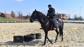 Nejnovější poslila strážníků, Max (4) při výcviku.