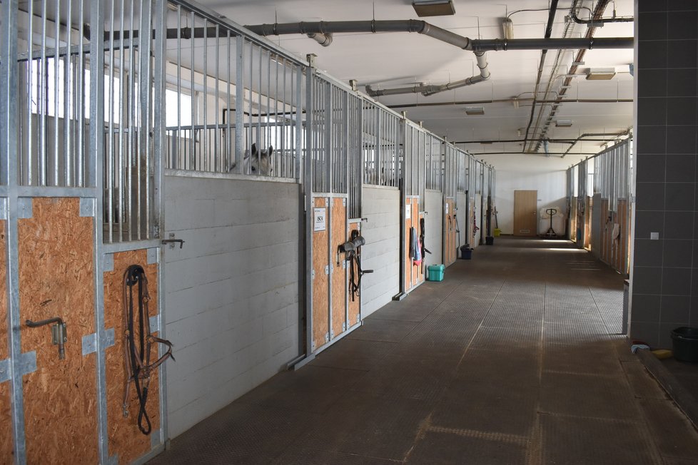 Max bydlí s dalšími 11 koňmi ve stájích u integrovaného výjezdového střediska v Nové Bělé.
