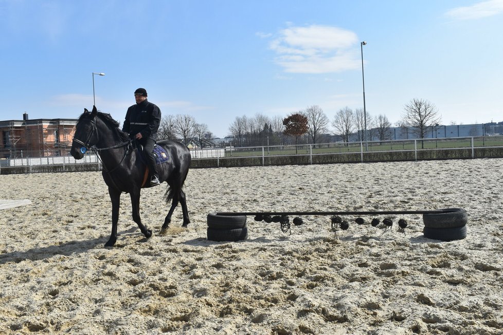 Nejnovější poslila strážníků, Max (4) při výcviku.